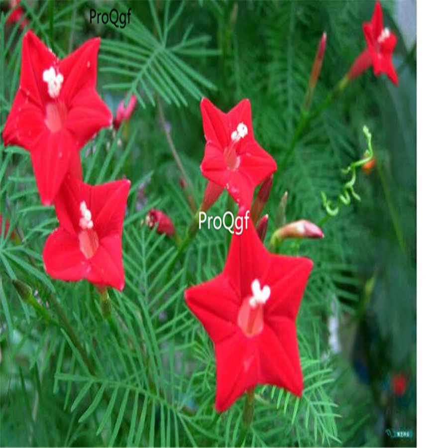 18usd Ngryise 1000Pcs Quamoclit pennata climbing seed