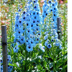 18usd blue color Ngryise 3000Pcs Delphinium grandiflorum seed