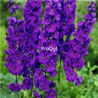 18usd dark purple Ngryise 3000Pcs Delphinium grandiflorum seed