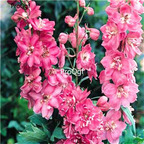 18usd light pink Ngryise 3000Pcs Delphinium grandiflorum seed