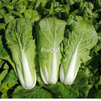 18usd Ngryise 5000Pcs Brassica chinensis seed