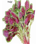 19usd Ngryise 3000pcs Amaranthus tricolor seed