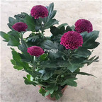 18usd purple Ngryise 3000Pcs Dendranthema morifolium pompon seed