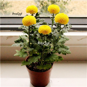 18usd yellow Ngryise 3000Pcs Dendranthema morifolium pompon seed