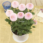 18usd Ngryise light pink 3000Pcs Dendranthema morifolium pompon seed