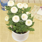18usd white Ngryise 3000Pcs Dendranthema morifolium pompon seed