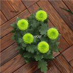 18usd green Ngryise 3000Pcs Dendranthema morifolium pompon seed