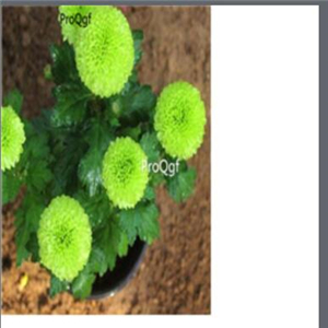 19usd green Ngryise 3000pcs Chrysanthemum mori folium seed