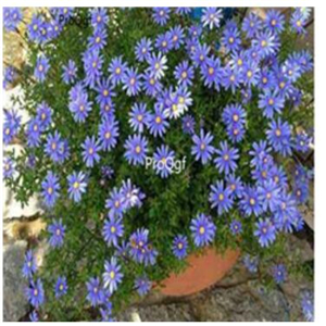 19usd blue Ngryise 3000pcs Chrysanthemum mori folium seed