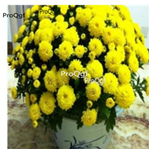 19usd yellow Ngryise 3000pcs Chrysanthemum mori folium seed