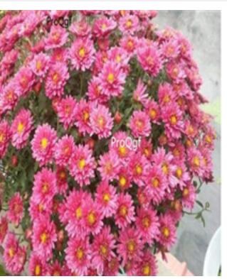 19usd pink Ngryise 3000pcs Chrysanthemum mori folium seed