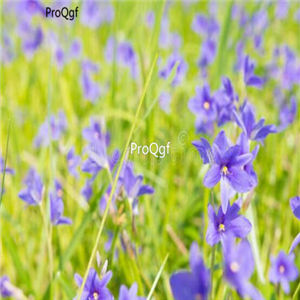18usd 50pcs Ngryise Monochoria vaginalis seed