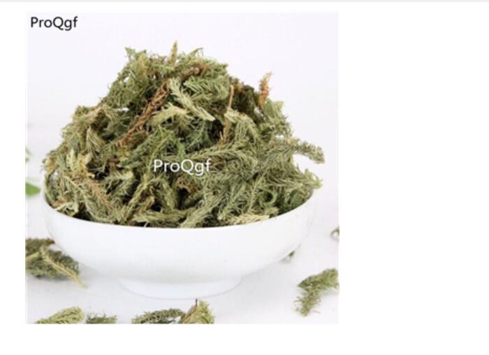 15usd zhongyao Ngryise 300gram shenjincao Lycopodium jaPonicum
