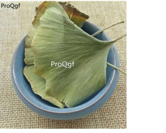 15usd Ngryise 500Gram A Set Ginkgo biloba leafzhongyao