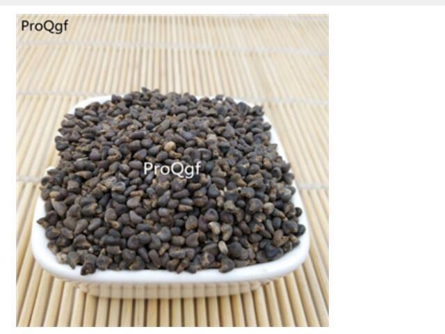15usd Ngryise 3000pcs a set Malva verticillata seed