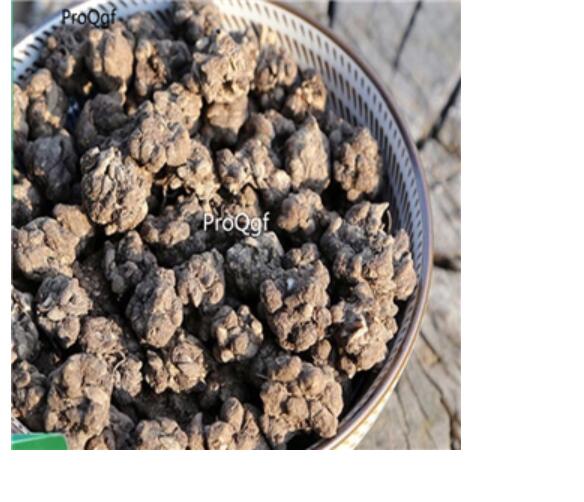 15usd Ngryise 10pcs Ranunculus ternatus root