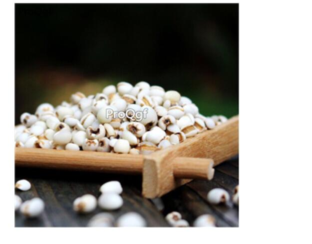 15usd Ngryise 300gram Semen Coicis coix zhongyao
