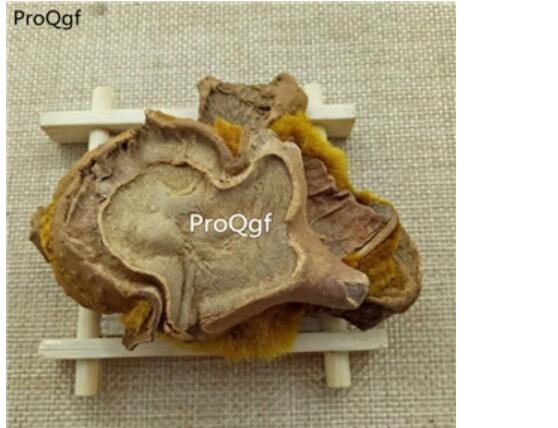 15usd Ngryise 300gram Cibotium barometz zhongyao