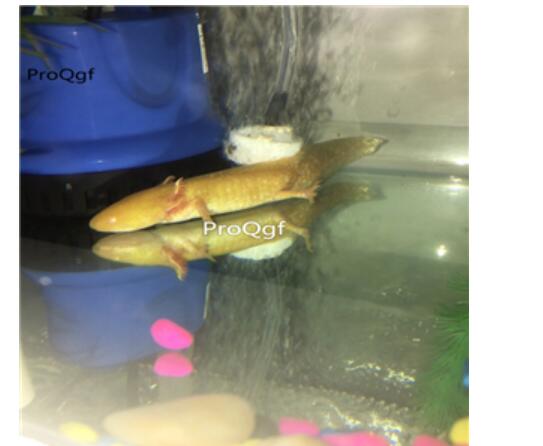 90usd black Ngryise 2pcs  Axolotl fish