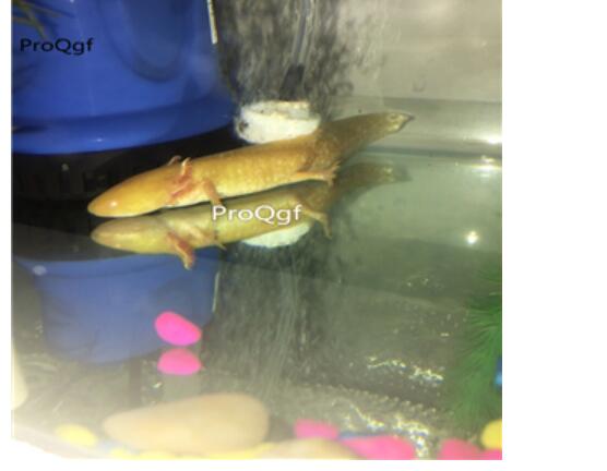 230usd gold Ngryise 2pcs  Axolotl fish