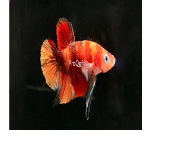 colorful 30usd Ngryise Beautiful Fighting Fish
