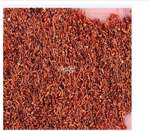 28usd Ngryise 500pcs Eriocaulon buergerianum seed