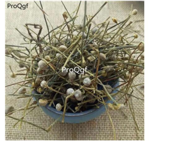 15usd Ngryise 300gram Eriocaulon buergerianum