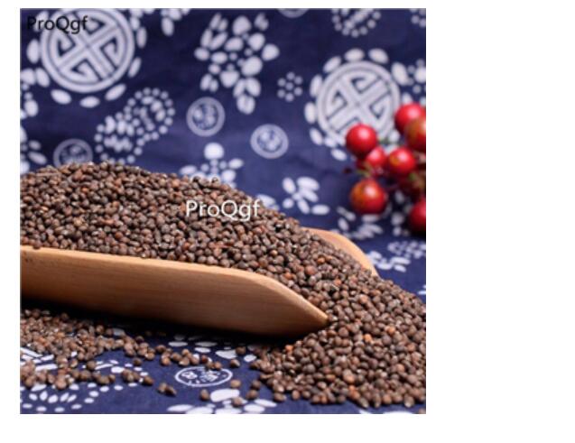 15usd Ngryise 8000pcs Perilla frutescens seed