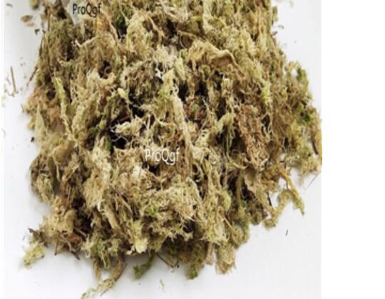 15usd zhongyao Ngryise 300gram shuitai Food For Dionaea muscipula Venus Flytrap