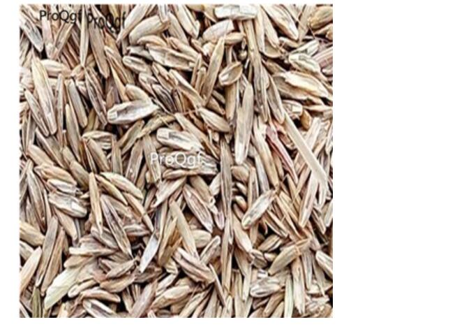 15usd Ngryise 8000Pcs A Set Korean lawn seed