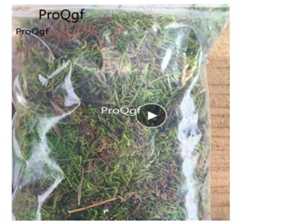 15usd 200gram Keep Dry Real Green Moss