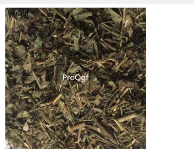 15usd Ngryise 300gram Caryopteris terniflora liuyuehan