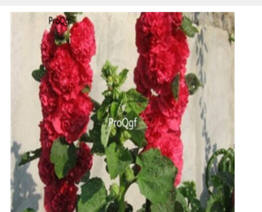 18usd red Ngryise 3000pcs a set Althaea rosea  seed