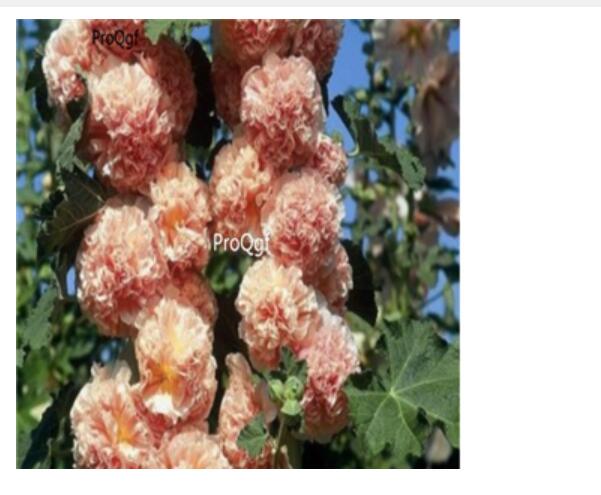 18usd pink Ngryise 3000pcs a set Althaea rosea  seed