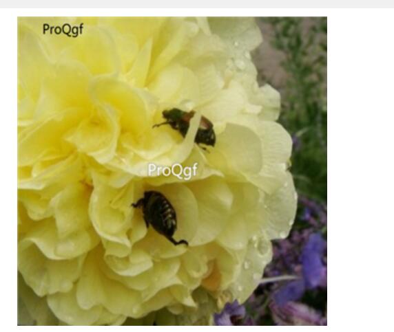 18usd yellow Ngryise 3000pcs a set Althaea rosea  seed