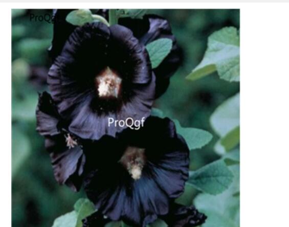 15usd Ngryise 3000pcs black Althaea rosea seed
