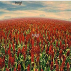 12usd Ngryise 3000Pcs A Set red sorghum starch seed