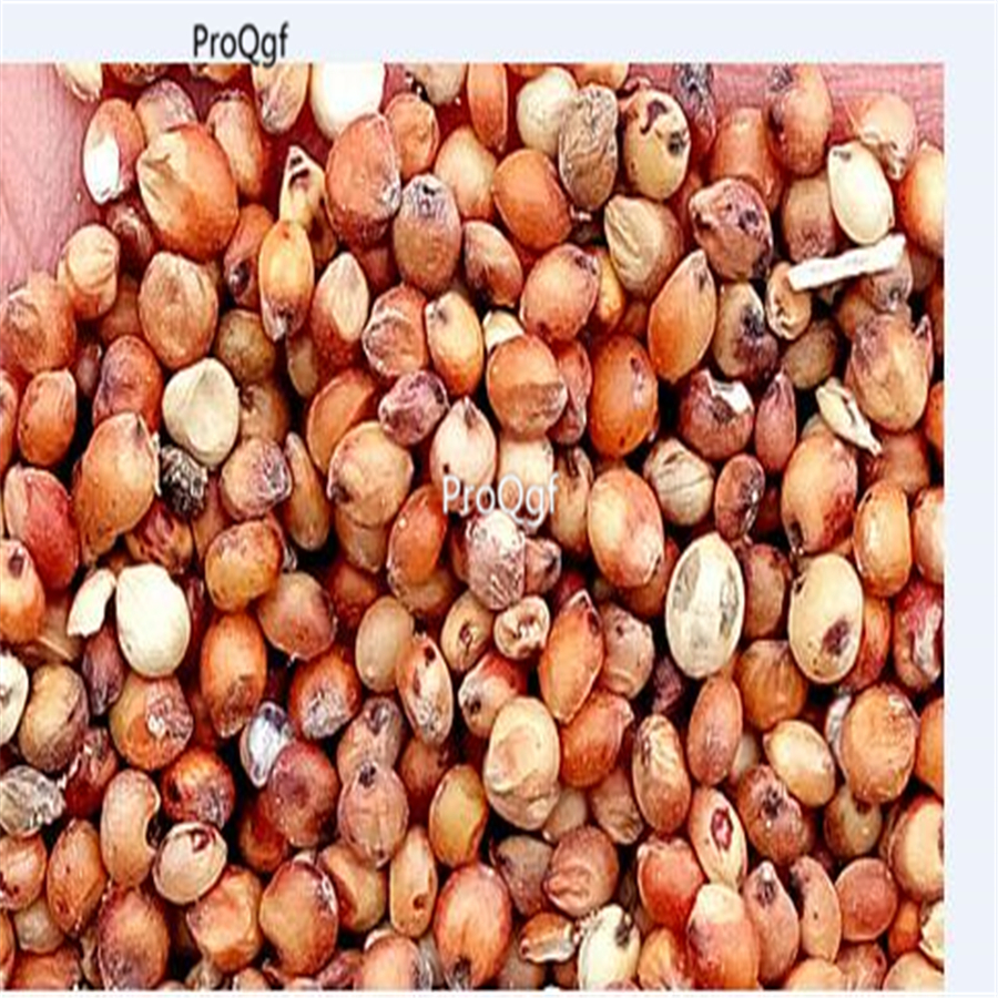 12usd Ngryise 3000Pcs A Set red sorghum starch seed