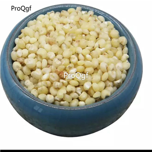 12usd Ngryise 3000pcs white Sorghum  seed