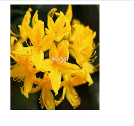 15usd yellow Ngryise 3000pcs Azalea Rhododendron seed