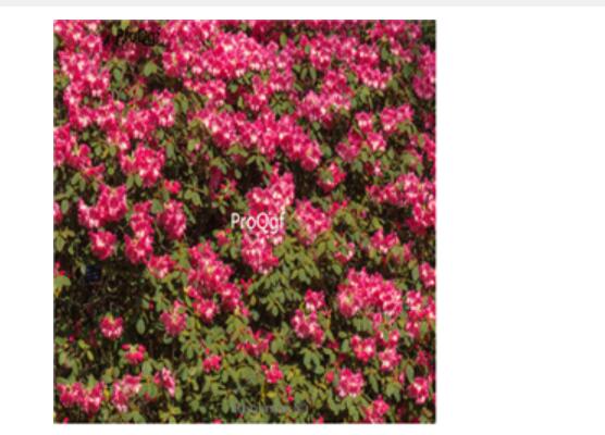 15usd red white Ngryise 3000pcs Azalea Rhododendron seed