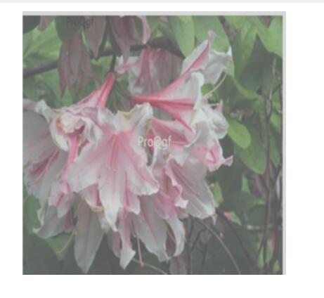 15usd light pink Ngryise 3000pcs Azalea Rhododendron seed