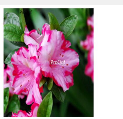 15usd pink with red edge Ngryise 3000pcs Azalea Rhododendron seed
