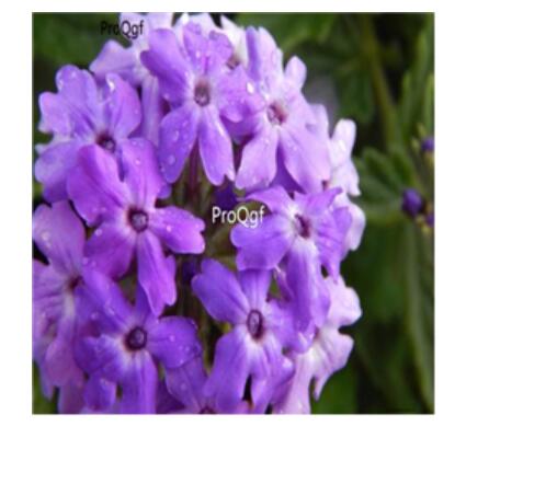 15usd blue Ngryise 3000pcs Azalea Rhododendron seed