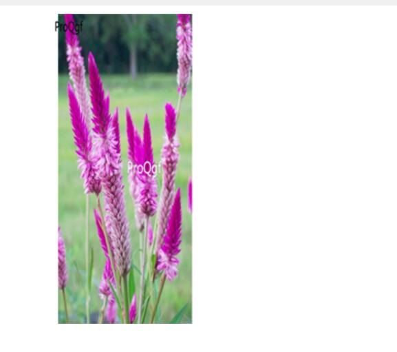 28usd ngryise 9000pcs Celosia argentea seed