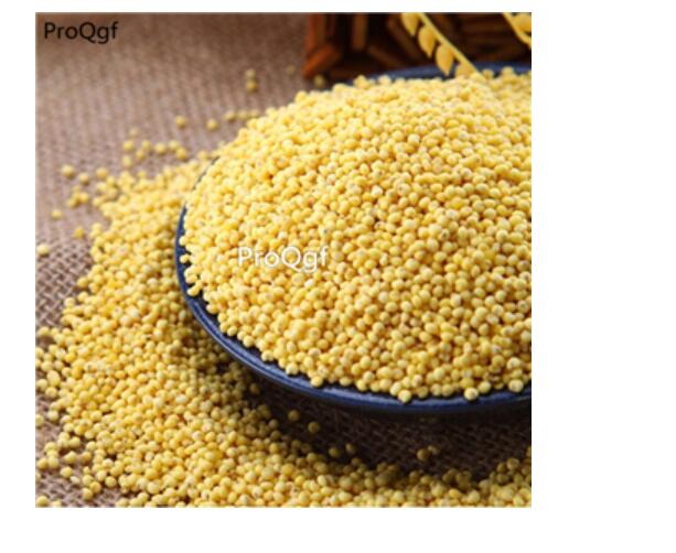 15usd Ngryise 300gram yellow rice