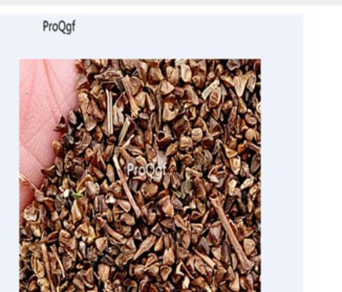 18usd Ngryise 3000pcs Yerbadetajo Herb seed