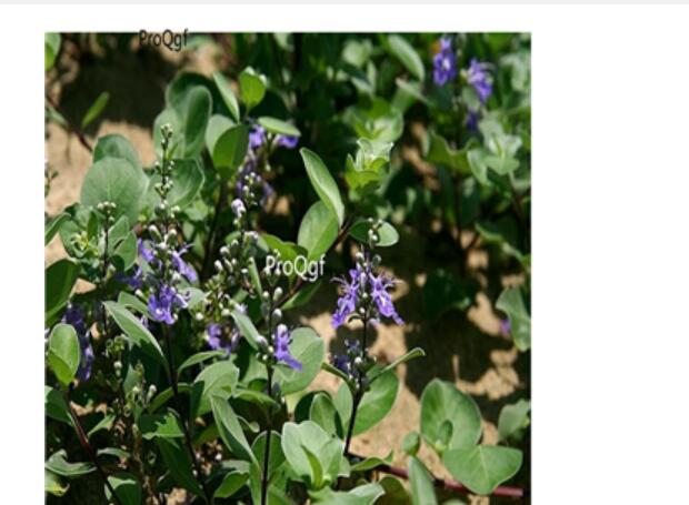 29usd Ngryise 1000pcs Vitex trifolia seed