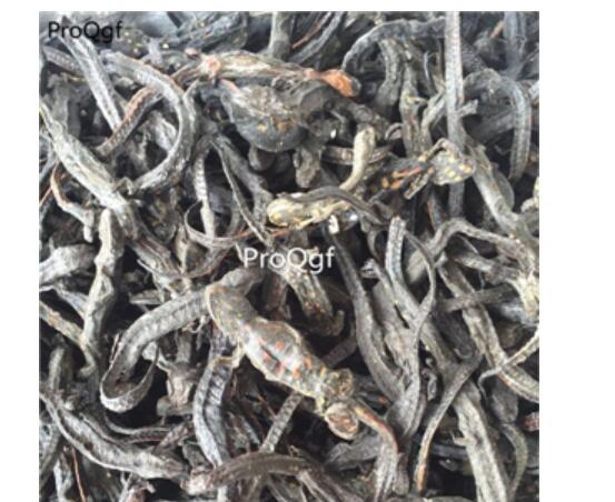 29usd Ngryise 50gram dry Andrias davidianus zhongyao