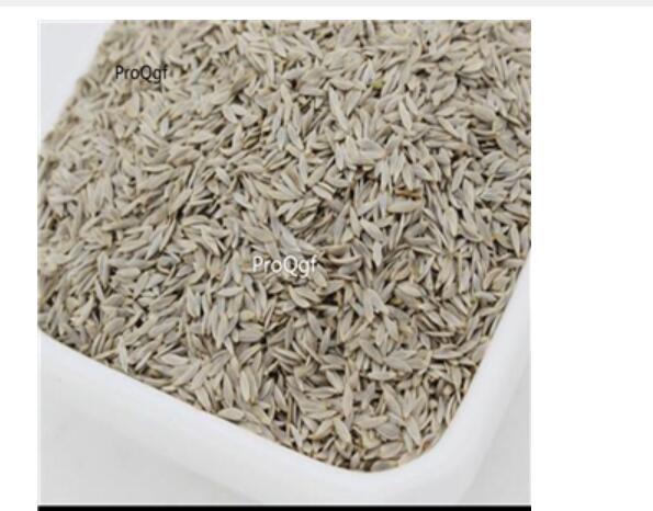 16usd Ngryise 9000pcs var ramosa lettuce seed